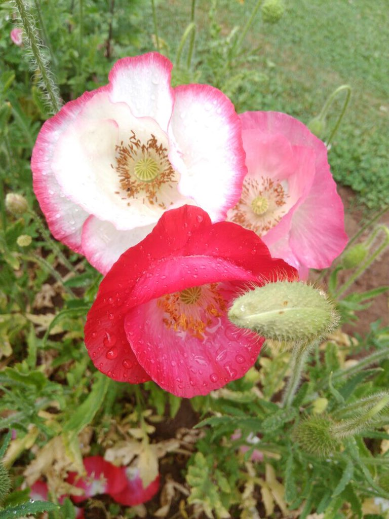 SayyedJenifer's tweet photo. @coxandkingsIN #NatureInAFrame flowers https://t.co/FQFUqtU8FF