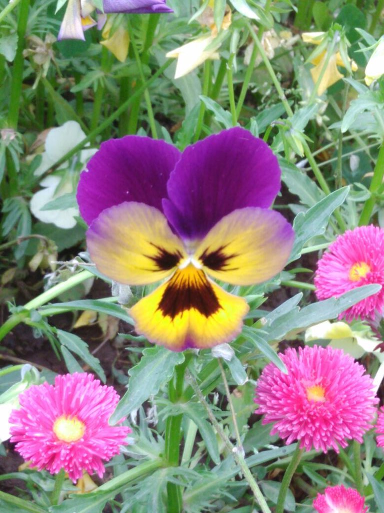 SayyedJenifer's tweet photo. @coxandkingsIN #NatureInAFrame check thisflower https://t.co/FQULn46gnN