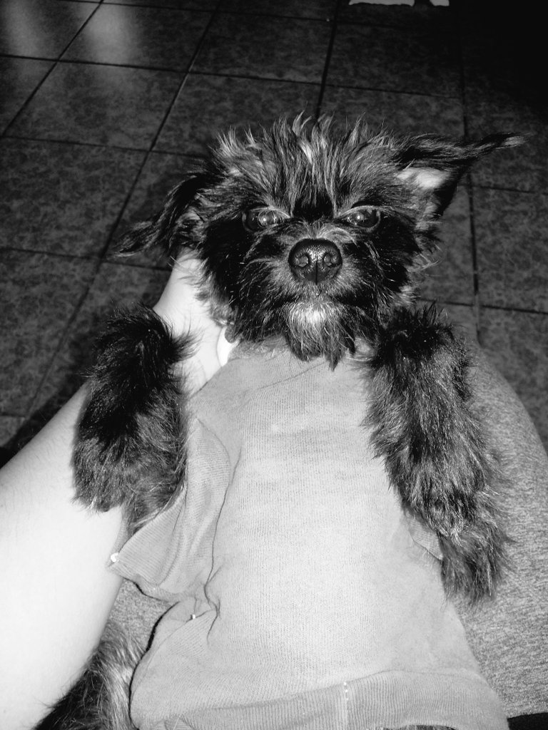 maguicol's tweet photo. Mi gran amigo !! https://t.co/SBSNLpUpui