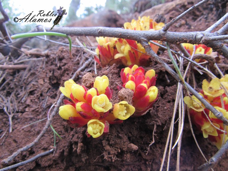 RoblesAlamos's tweet photo. #Parásita de las #Jaras, #Cytinus hypocistis! NUEVA EN LA WEB!
AQUÍ SUS FLORES--> https://t.co/uXvFBCd3Yz https://t.co/sEaolcCpF5
