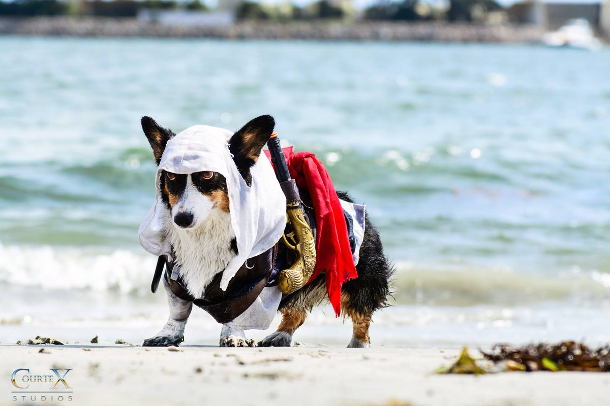 assassinscreed's tweet photo. The Templar Order will know fear this day.
 
Photo - CourteX Studios: https://t.co/3W1NeuAk5e #KibaTheCosplayCorgi https://t.co/sW8vBGNNui