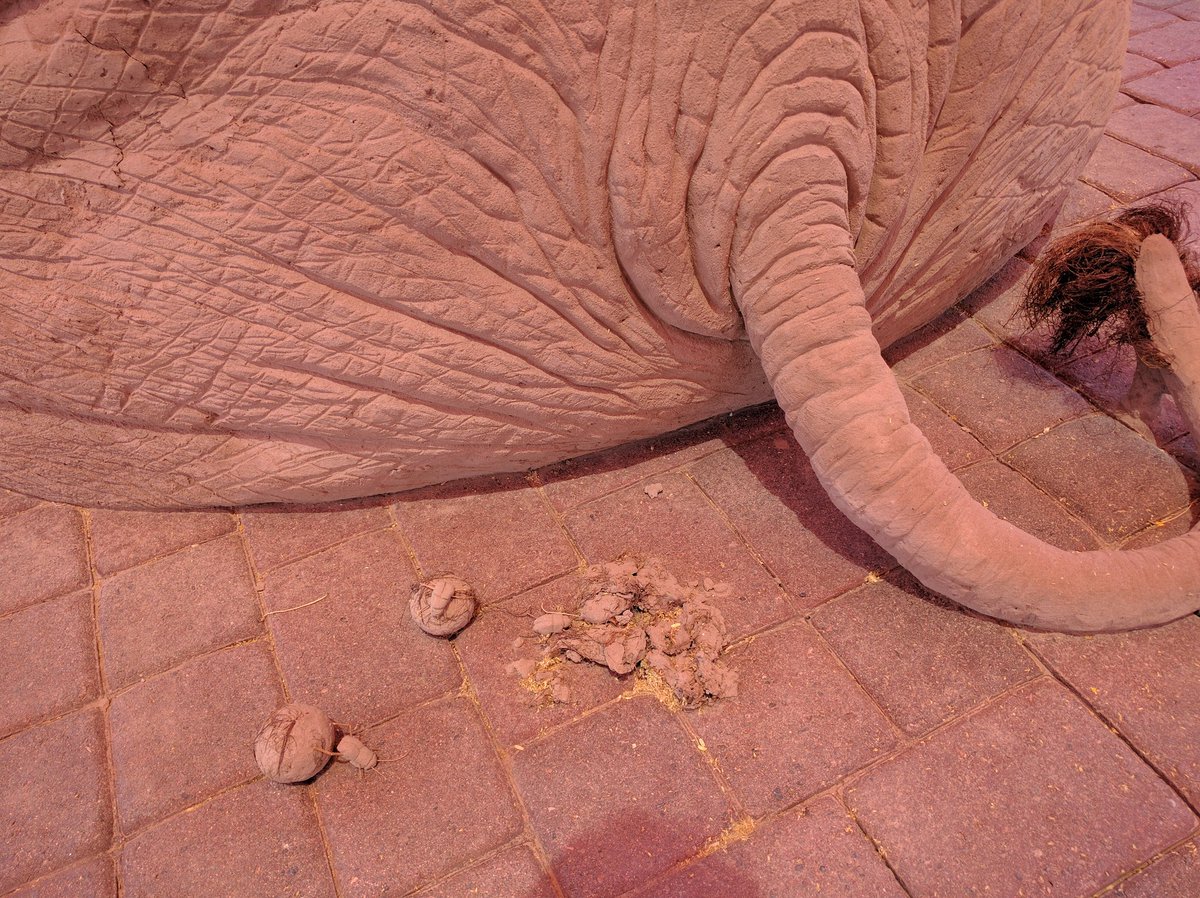 _Lexi_Lu_'s tweet photo. Does the mouse know the elephant's dirty little secret?💩#sandsculpture#dungbeetle#checkmate#cavecreek https://t.co/ZiMFW9F7Ec