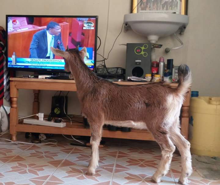 @Wetangulam When career kleptomaniacs pretend to lecture us on theft, even goats listen an and wonder.