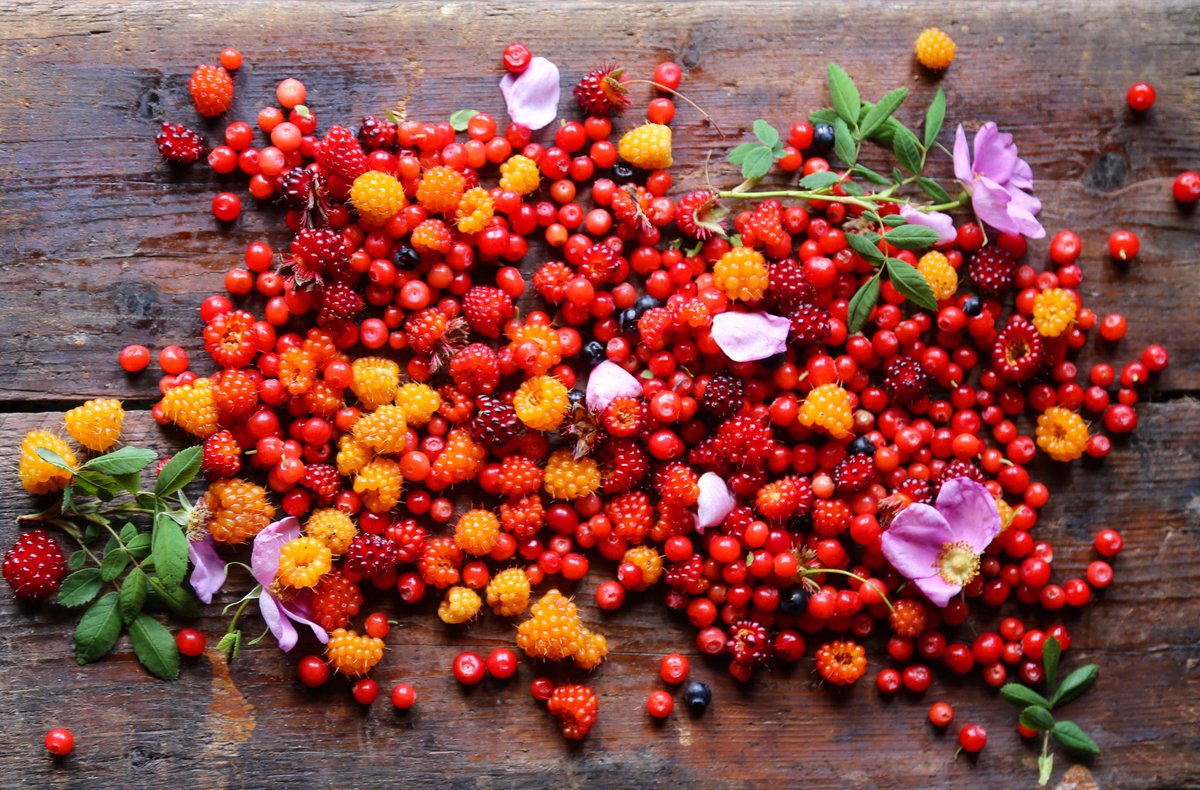 ClayoquotLodge's tweet photo. Forest to table #Foraged berries for Merri's dark chocolate ganache, salmon berries candied walnuts,moscato sabayon https://t.co/R41O2h5sVv