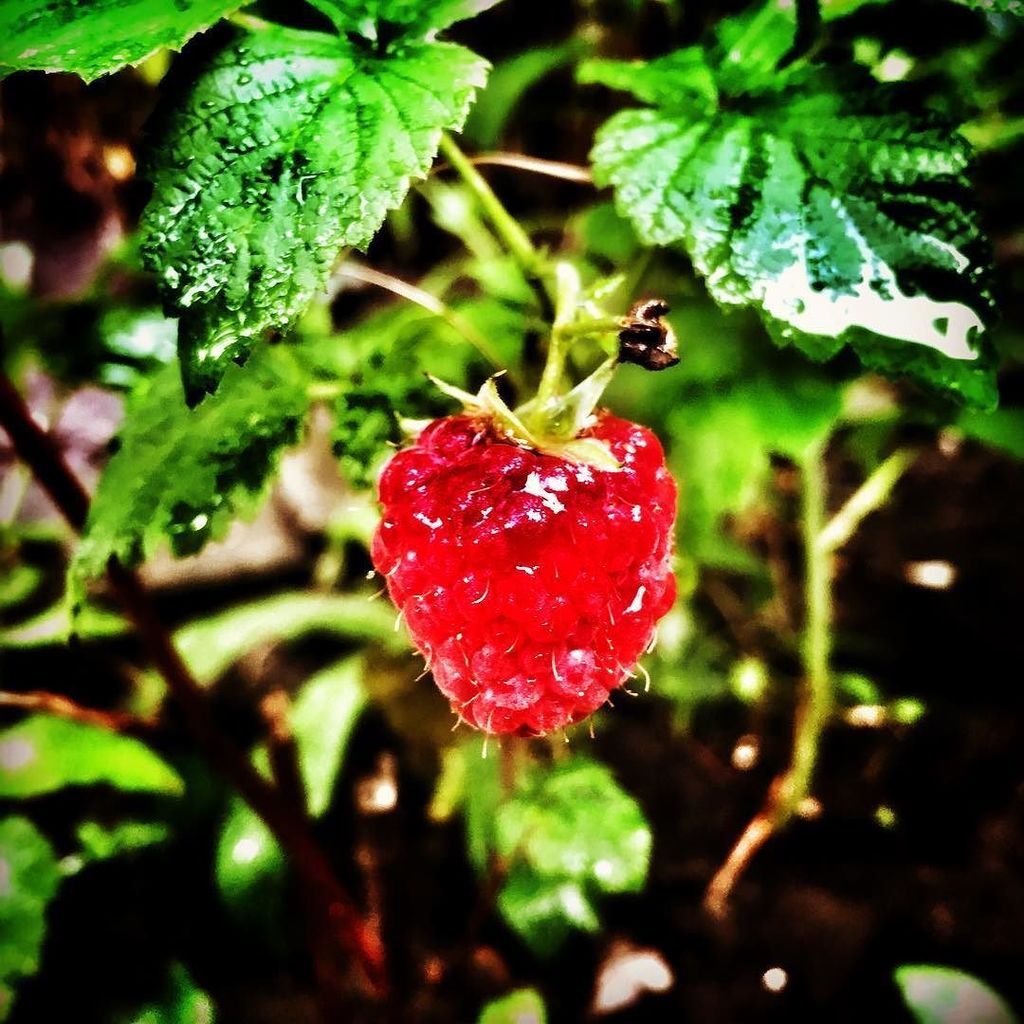 Marqueee's tweet image. As delicious as it looks - first own raspberry of '16. #joysofgardening #schrebergartenlie… ift.tt/1UeLgvW