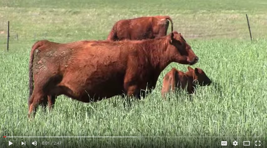 Balanced_Ag's tweet photo. Change the way you calve: https://t.co/faKrsVf4uJ https://t.co/ELzl4dlp5d