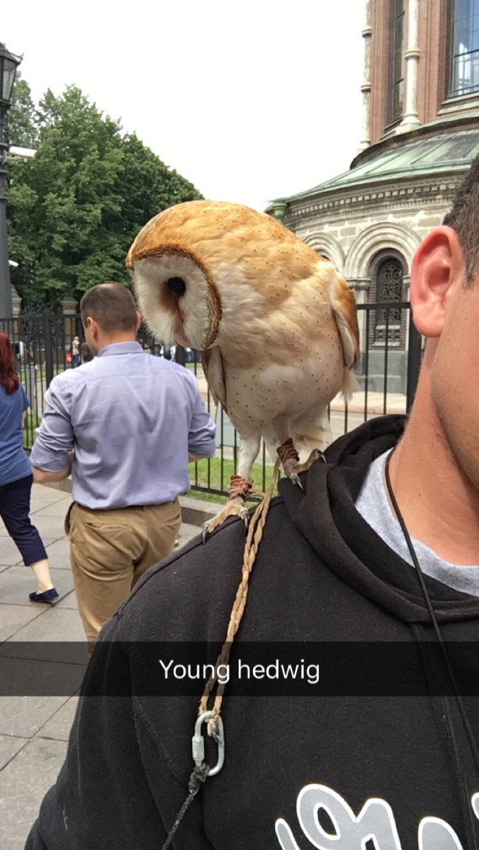 enchies96's tweet photo. Today I got to play with an owl.. And they're honestly a lot cooler than I expected #hedwig https://t.co/lElrcmpuAZ