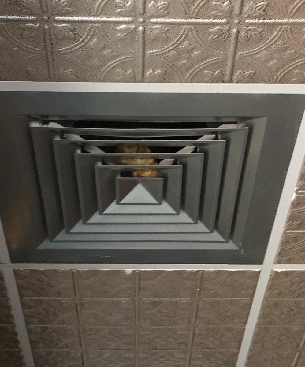 BostonBobby24's tweet photo. Getting my daily coffee when I heard chirps above. Please rescue those little guys soon! @Starbucks @ARLBoston https://t.co/fnJvMawHJC