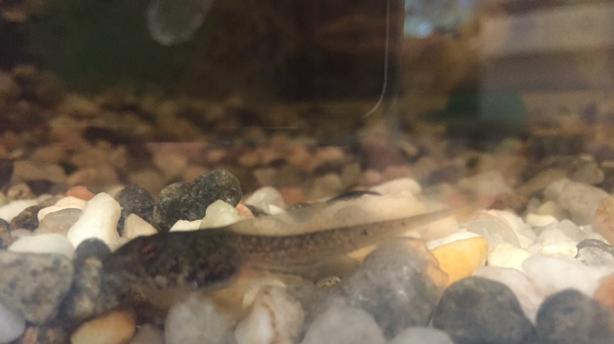 missscharnatta's tweet photo. Our tadpoles are finally growing legs and starting to turn into froglets! #livescience #lifecycles https://t.co/UOrlThs0nV
