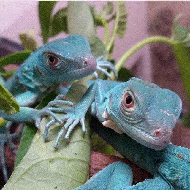 MythicReptiles's tweet photo. Can you name this species? Who here has one and who here wants one?!
#reptiles #reptilesofinstagram #nature https://t.co/4Hc72VFBm7