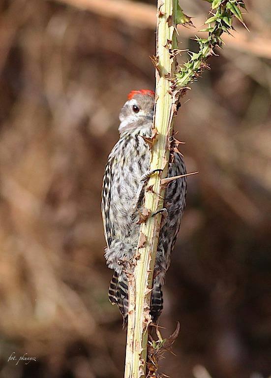 EshiTours's tweet photo. https://t.co/FEoTGio4W1;birding https://t.co/6wKZjXtceC