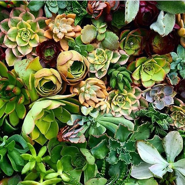 LADesignFest's tweet photo. That one time we saw a gorgeous wall of #succulents at #DaFUNction2016 🌵💕 @RonFinleyHQ https://t.co/OFyUN44yfL