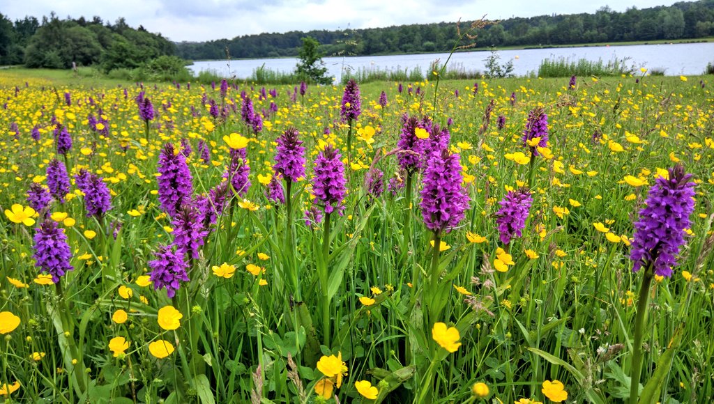 garethhorne's tweet photo. Great display of Marsh-orchids @RotherValley at the moment, not bad for a reclaimed ex-opencast site https://t.co/P6KXQIhTUi