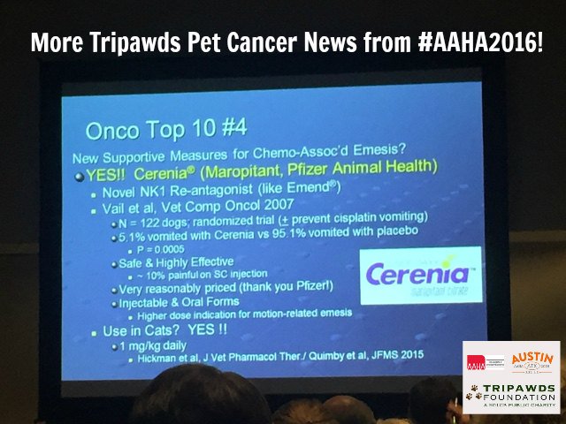 Tripawds's tweet photo. Yes there IS hope! New #petcancer breakthroughs we learned at #AAHA2016. #tripawd https://t.co/CuibQBLhir https://t.co/pfJ1Yx3Kaa