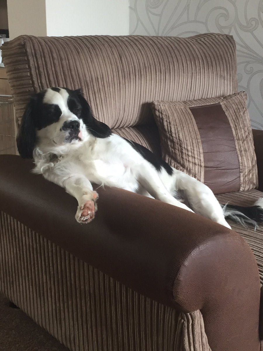 justbarkmilo's tweet photo. ME ?? Oh I'm just chillin !! 🐾
#woof #wuff #dogsoftwitter #chillin #ilovemydog #cutedog https://t.co/q4fMiPesFw