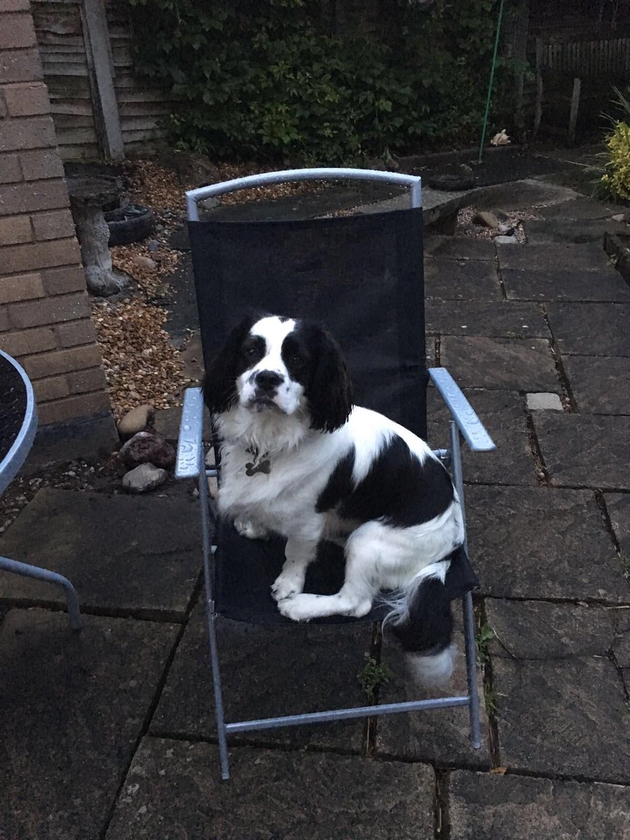 justbarkmilo's tweet photo. Where's the sunshine gone ?? 🐾
#woof #wuff #dogsoftwitter #ilovemydog #SunnyAfternoon https://t.co/bsFuYP7xn2