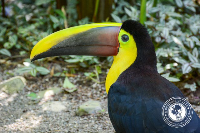 EveryDigitCR's tweet photo. Never compromise the well-being of animals for entertainment- https://t.co/xq7hVA7qc1 #wildlife #travel #ecofriendly https://t.co/KuvykUb2N8