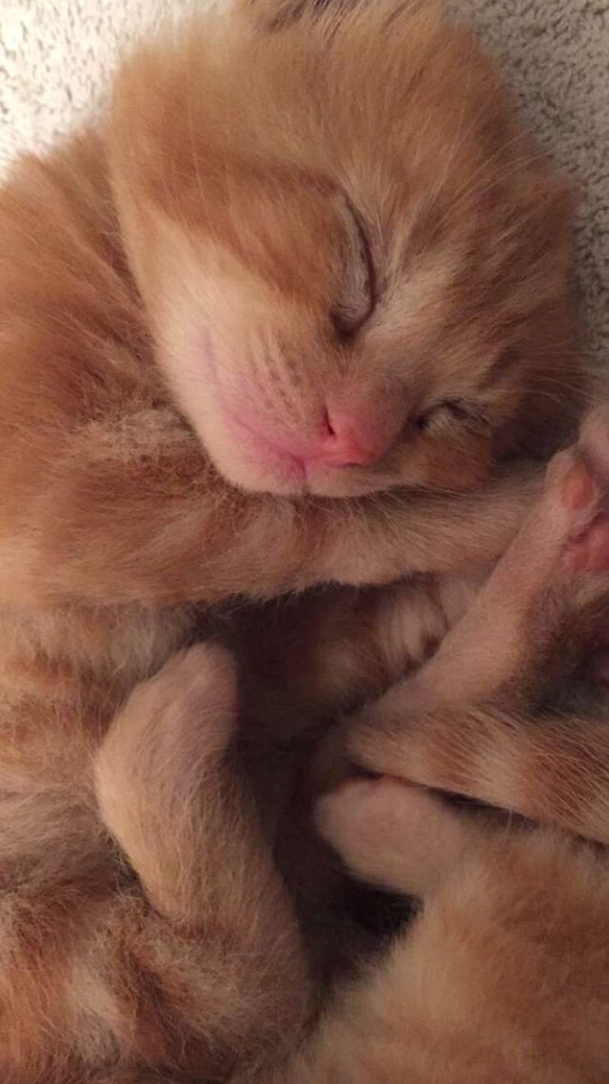 toniormond's tweet photo. Time to say goodbye to the first of the kitties...Shere Khan/Whiney...Gonna miss this little guy like crazy 😭😭 https://t.co/0fALeOZhig