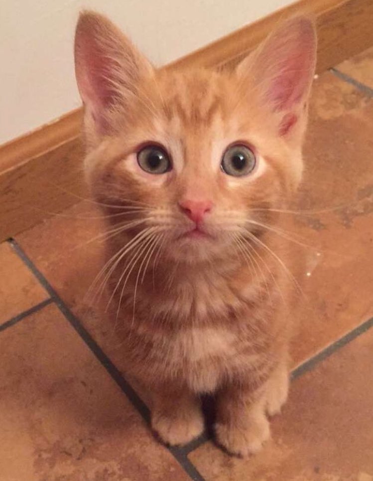 toniormond's tweet photo. Time to say goodbye to the first of the kitties...Shere Khan/Whiney...Gonna miss this little guy like crazy 😭😭 https://t.co/0fALeOZhig