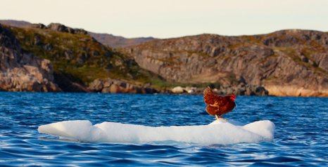 Nauta360's tweet photo. Esta es 'Monique', la gallina que está dando la vuelta al mundo a vela https://t.co/maLdAYOePR https://t.co/CeFcRorMnn