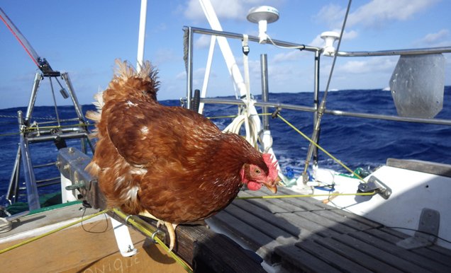 Nauta360's tweet photo. Esta es 'Monique', la gallina que está dando la vuelta al mundo a vela https://t.co/maLdAYOePR https://t.co/CeFcRorMnn