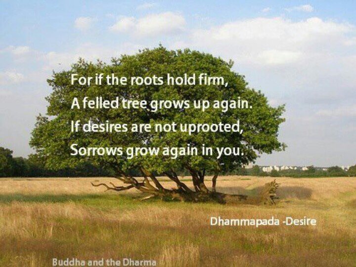 The Dhammapada tweet media