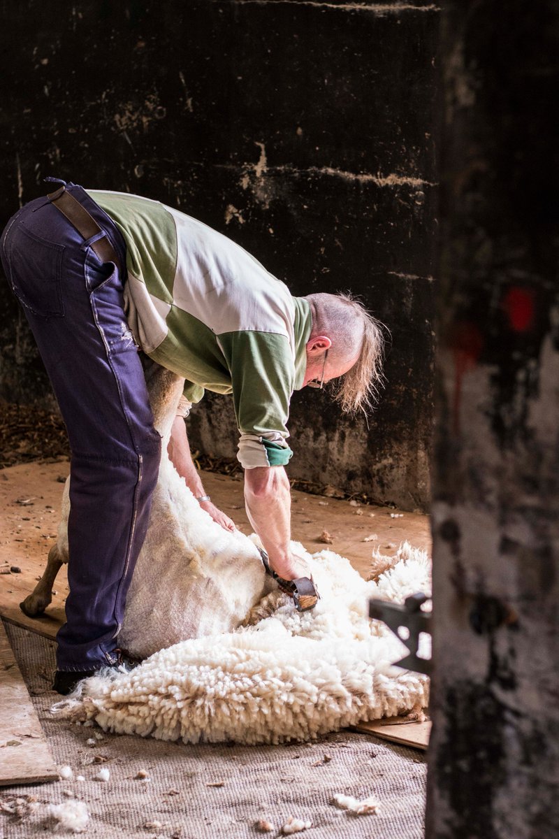 yeovalley's tweet photo. We've been shearing the sheep in the valley this week - it is definitely a fine art! https://t.co/w5KbNeEw4F