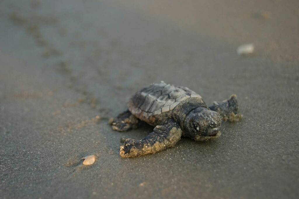 NaturalSciences's tweet photo. Did you know that 5 of the 7 species of sea turtles are found along NC's coast? #worldseaturtleday 📷 Melissa Dowland https://t.co/iSXKDAiyzk