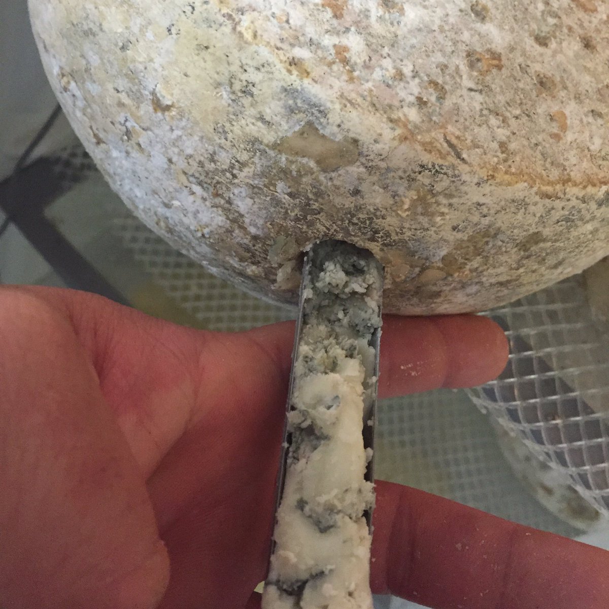 MarioOlianas's tweet photo. #adelblue looking good ready for #greatyorkshireshow & #internationalcheeseaward oooooo yes https://t.co/K1D4cetiWj