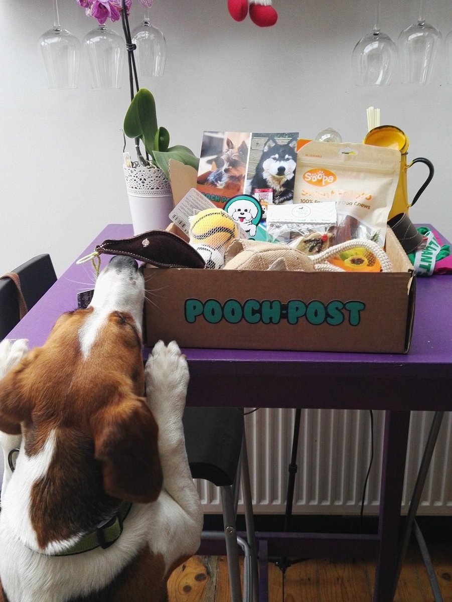 mushypea007's tweet photo. Buddy is super excited to see his @Pooch_Post #poochpost https://t.co/oDnUPOnBft