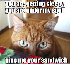 GrindersNW's tweet photo. Grinders is officially a "Kitty Free Zone."  What happens to the leftovers when you get home is a different story. https://t.co/MT6kBvKCzH