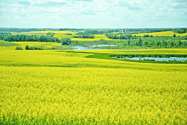 AgriTrend's tweet photo. Efficient water use key to growing 100 bu. canola https://t.co/FNg8C4DZ8n #Canola100 https://t.co/AhQWvBKrw5 https://t.co/8LZfTzIDwq