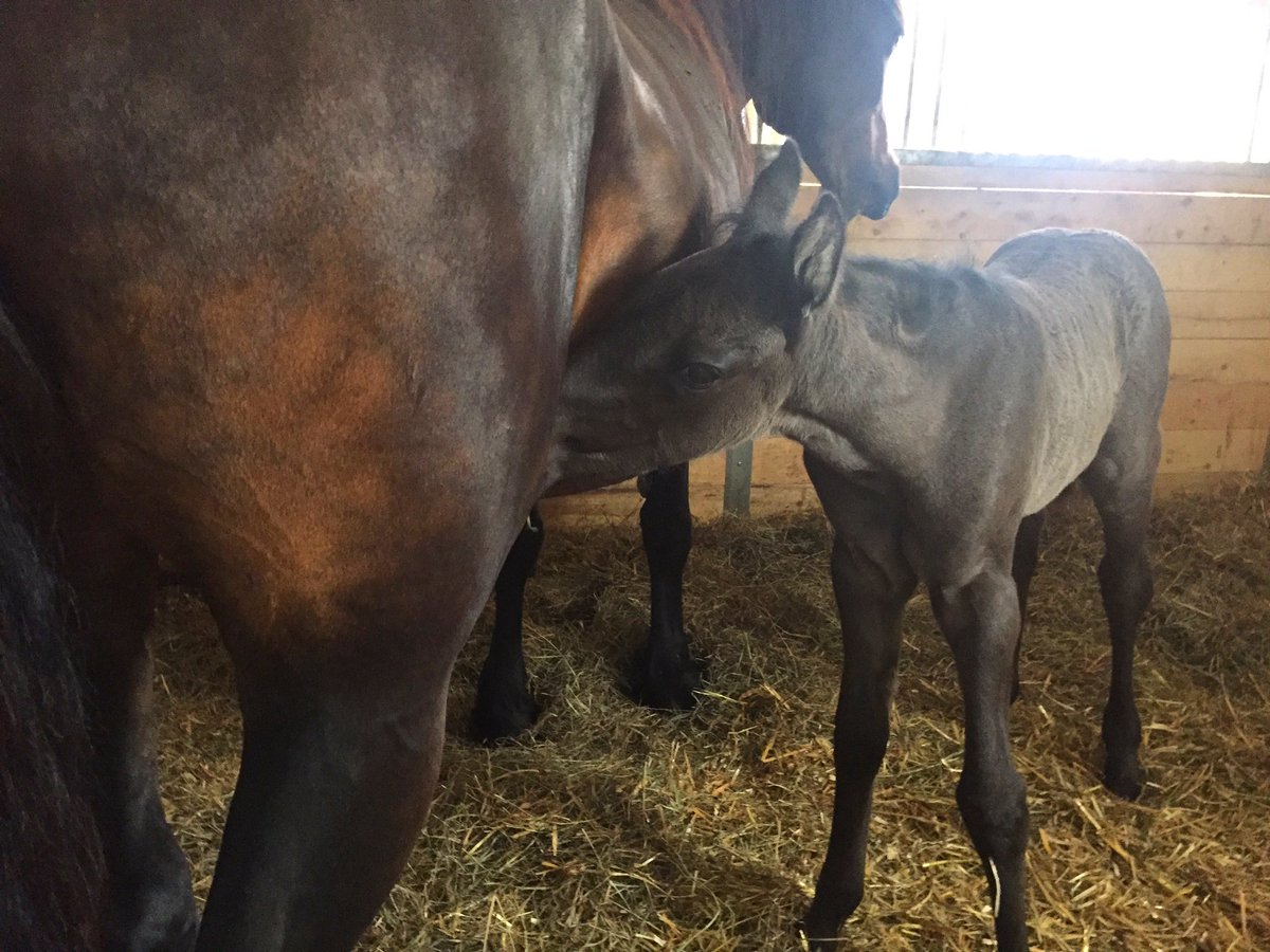 ChrissyWozniak's tweet photo. Got to meet this little cutie today on my @LloydCrossSales tour! Beautiful facility! https://t.co/JYYL3zb36E