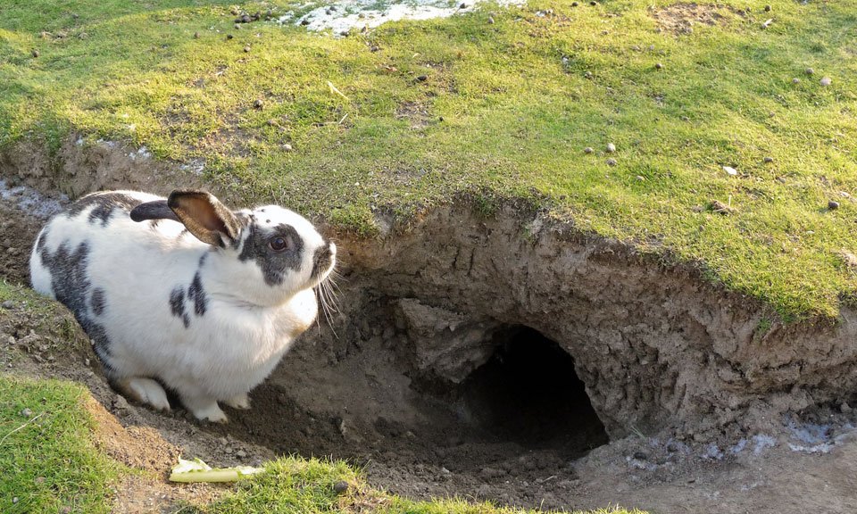 Заяц живет в норе