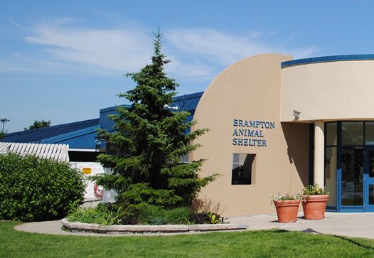 City of Brampton on Twitter: City of Brampton on Twitter: