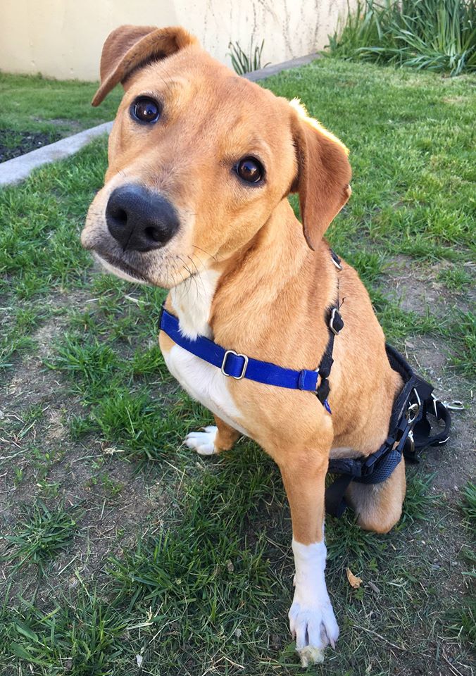Join some of SPR's SuperStars this afternoon at #BTJ2016! We'll be hanging with <a href="/TalentRetriever/">Talent Retriever</a> !