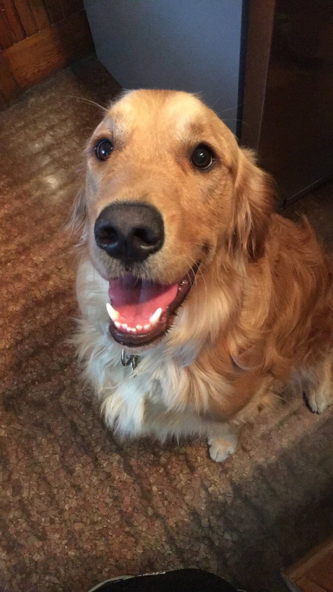 ahsmitty's tweet photo. @ ruggles is the cutest pup ever besides my Sweeney 😍❤️ https://t.co/ddD21nlE5I