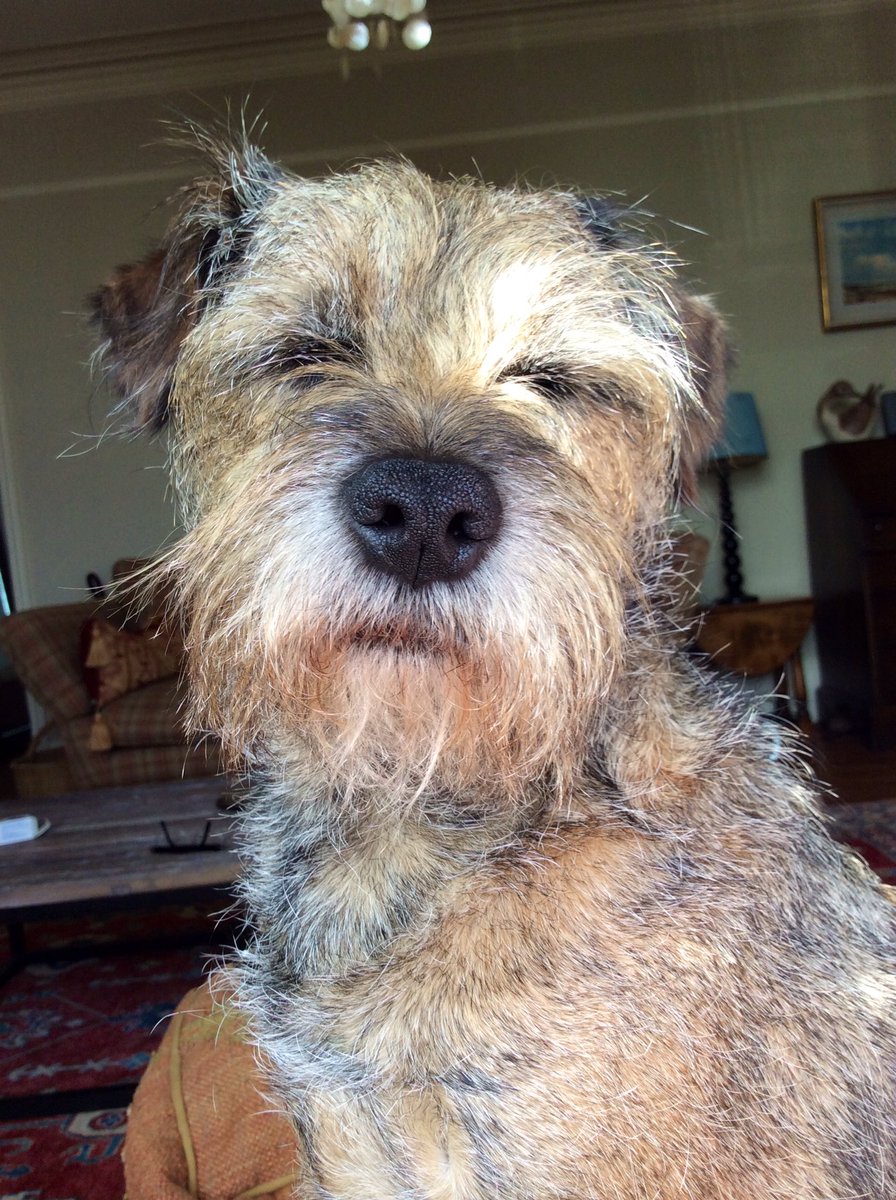 LittleGregor_BT's tweet photo. Thank you to all for getting me home safe &amp; sound. True Pals. The Woman is still squeezing me too tightly...Grrr 💚💛💚 https://t.co/6jCLDM9CvS