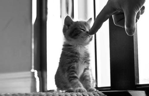 SoCuteKittens's tweet photo. Boop https://t.co/5Ob5WCgq7s
