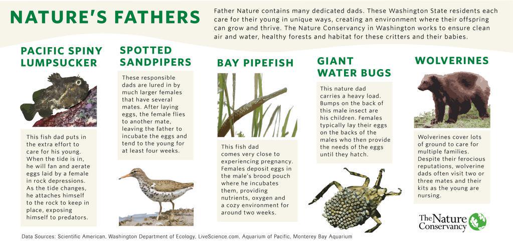Conserve_WA's tweet photo. Think your dad is #1? Here are some #NatureDads that rock! #FathersDay https://t.co/sIY4A19R5I
