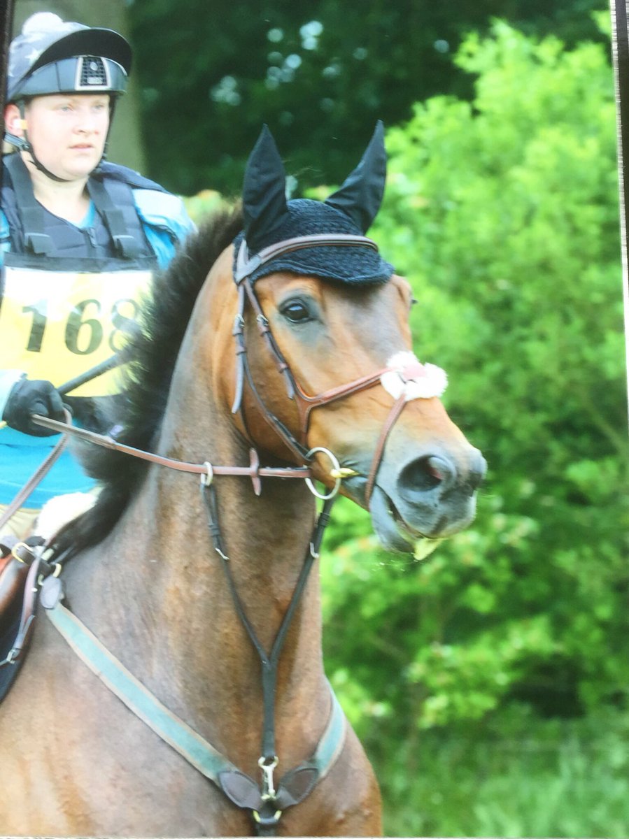HarlequinEquine's tweet photo. #horses https://t.co/k05ynjZZcJ