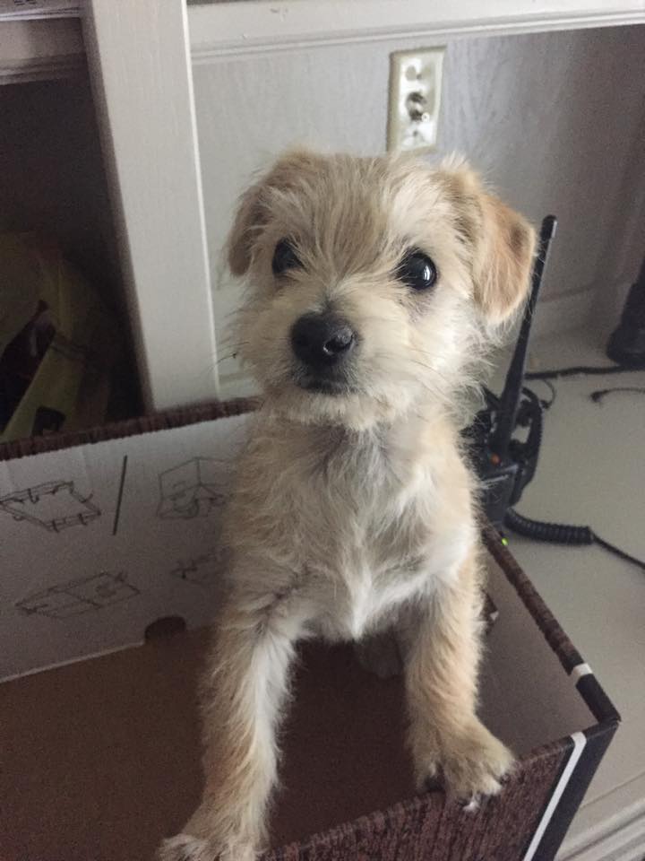 TransportTopics's tweet photo. California @UPS driver rescues puppy dropped in street https://t.co/FqFWjCwe31 https://t.co/vMp94NzfJE