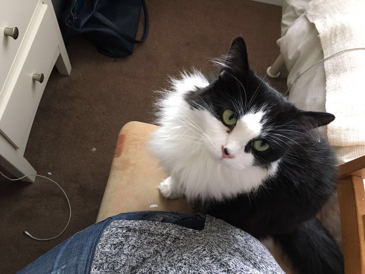 Graham Whitham (@grahamwhitham) on Twitter photo <a href="/SoChorlton/">So Chorlton</a> hi r house cat Jemima has gone missing. She's v timid & escaped from great stone road. Call 07887554639 <a href="/SoChorlton/">So Chorlton</a> hi r house cat Jemima has gone missing. She's v timid & escaped from great stone road. Call 07887554639