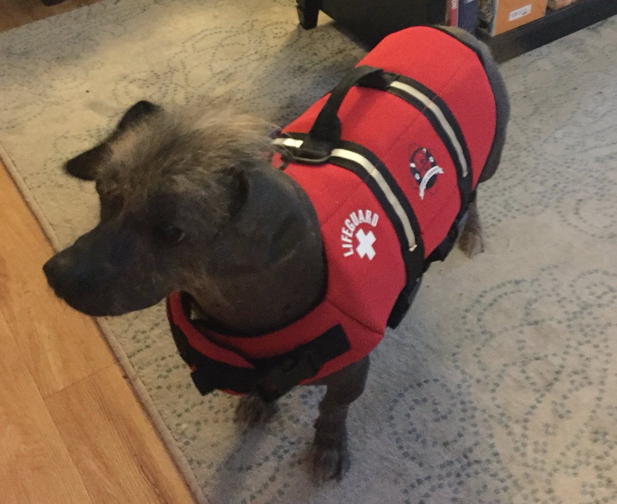 maxthedog_dc's tweet photo. Excited to use my new @PawsAboard life jacket while kayaking on the river next week!
#dogsoftwitter 🐶🐾 https://t.co/xIIeFIMHGP