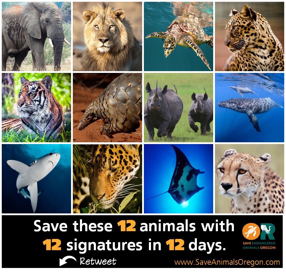 Racing Extinction tweet media