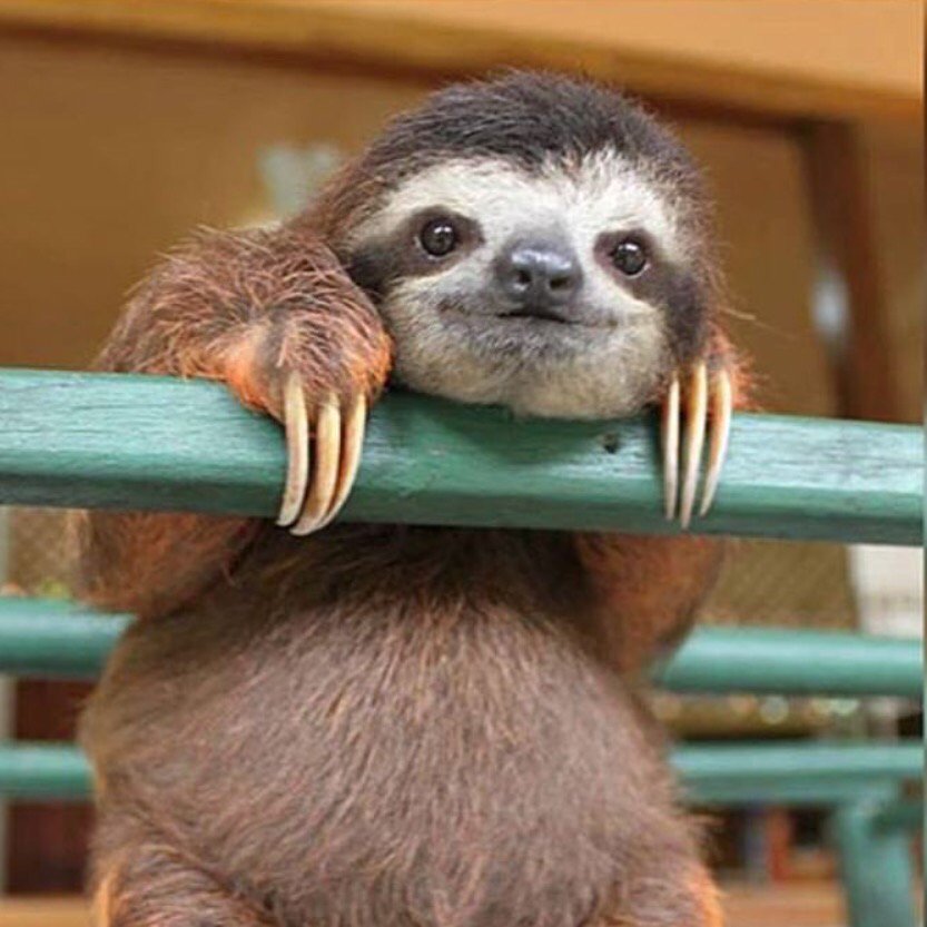 Shanon Doolittle tweet media