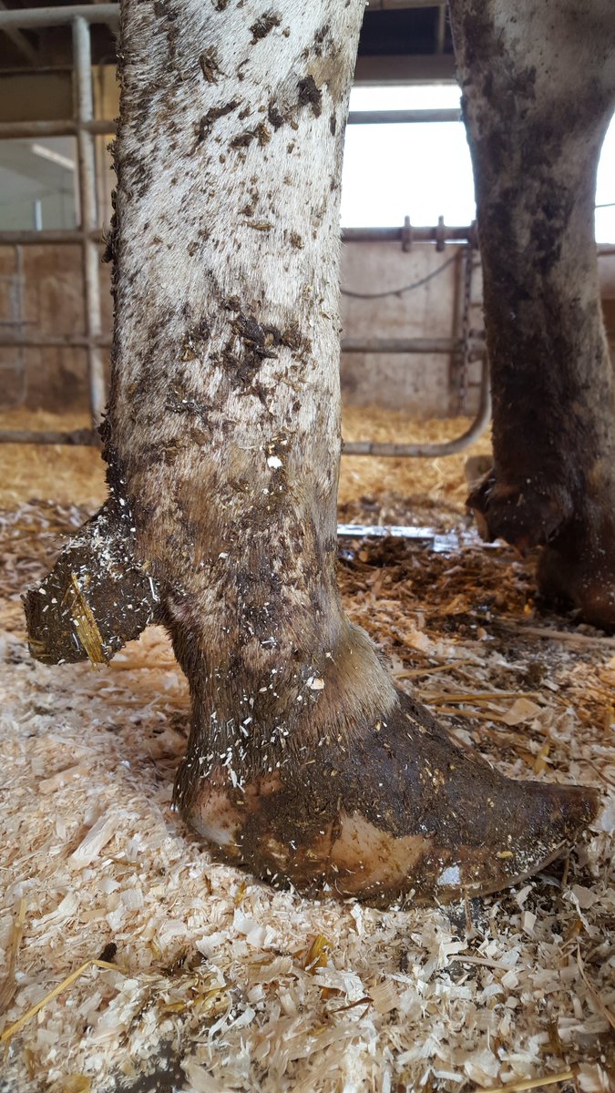 CousineauAlbert's tweet photo. I trimmed this foot today. Le parage fait aujourd'hui. #ratemytrim #cotemonparage https://t.co/qCVIzlZb5v