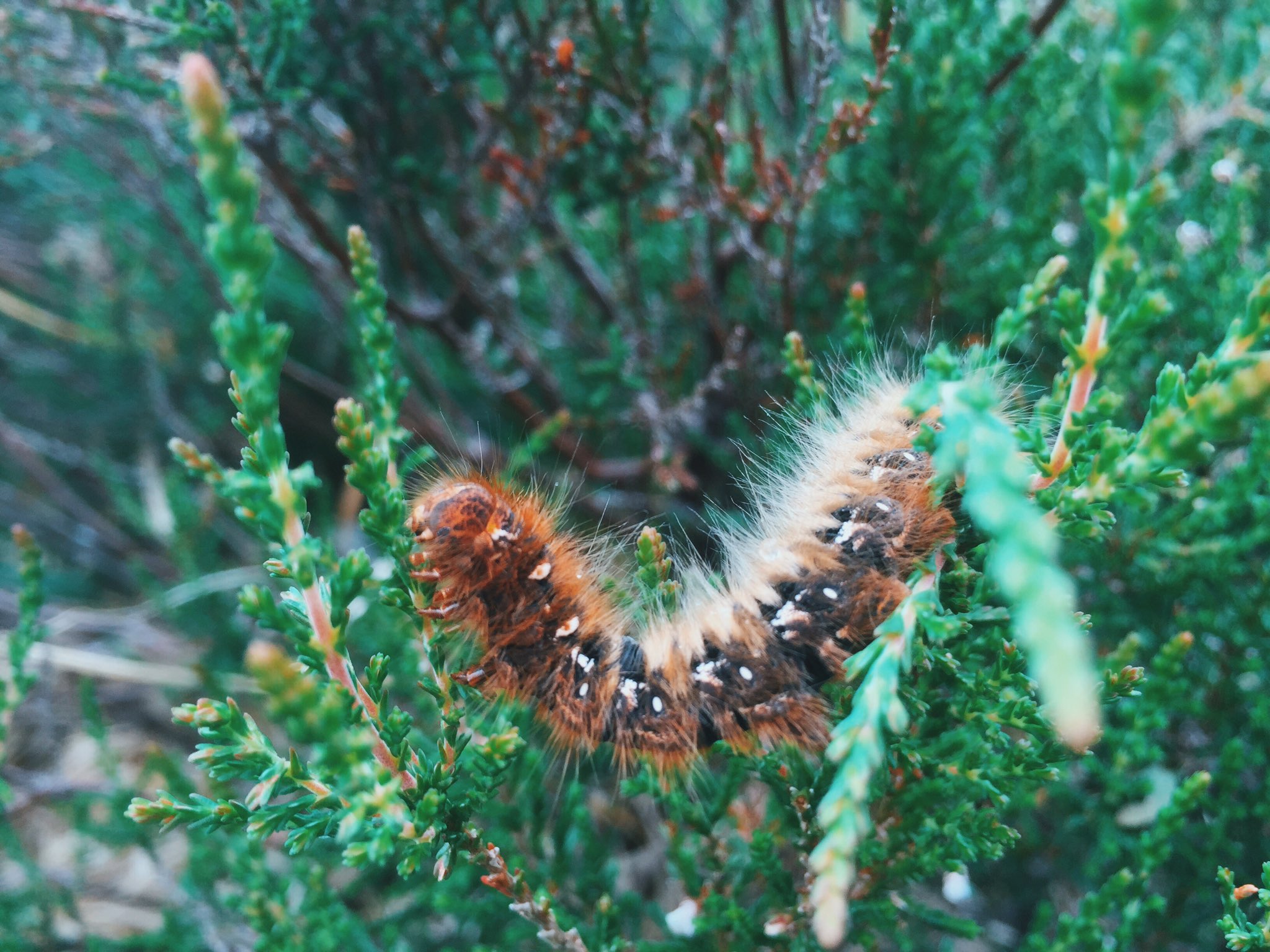 Rianne White on X: Hairy Granny t.coHLoUhLNXvY  X