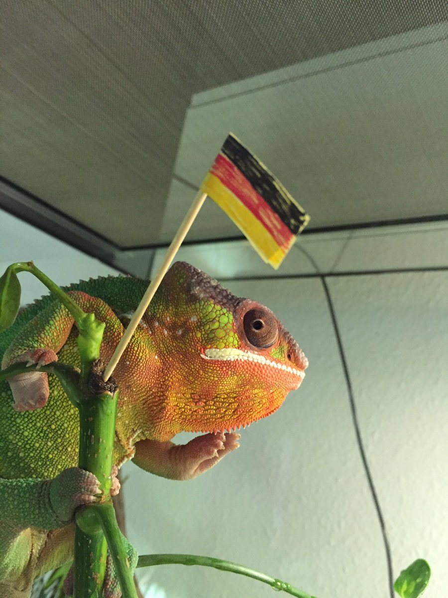 Gniless's tweet photo. Das wird tierisch gut heute #GERPOL #DieMannschaft #JederFuerJeden https://t.co/Vyt3epPz2v