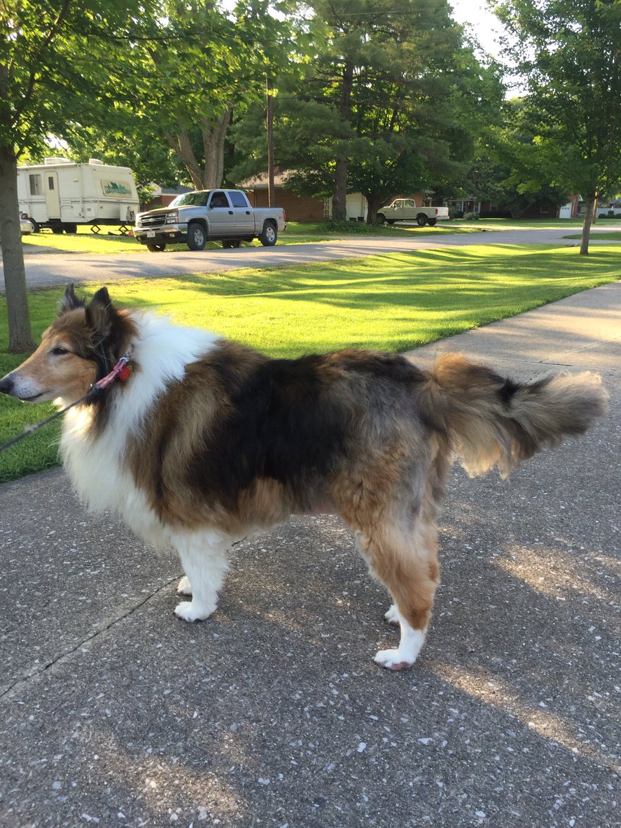 Erin Huene On Twitter My Dog Got A Really Bad Haircut On Her